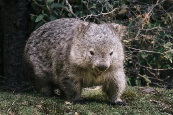 8 things about the Maria Island walk you have to experience for ...