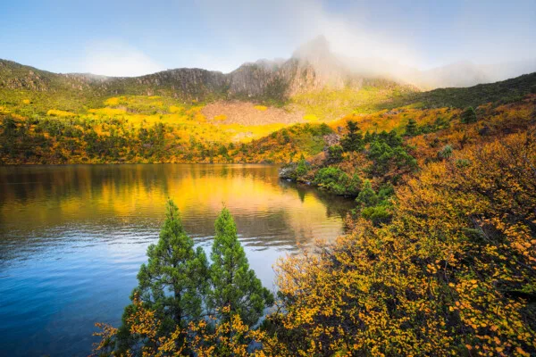 LukeTscharke TAS CM LO Pines and Fagus DSC05993 20180412 web