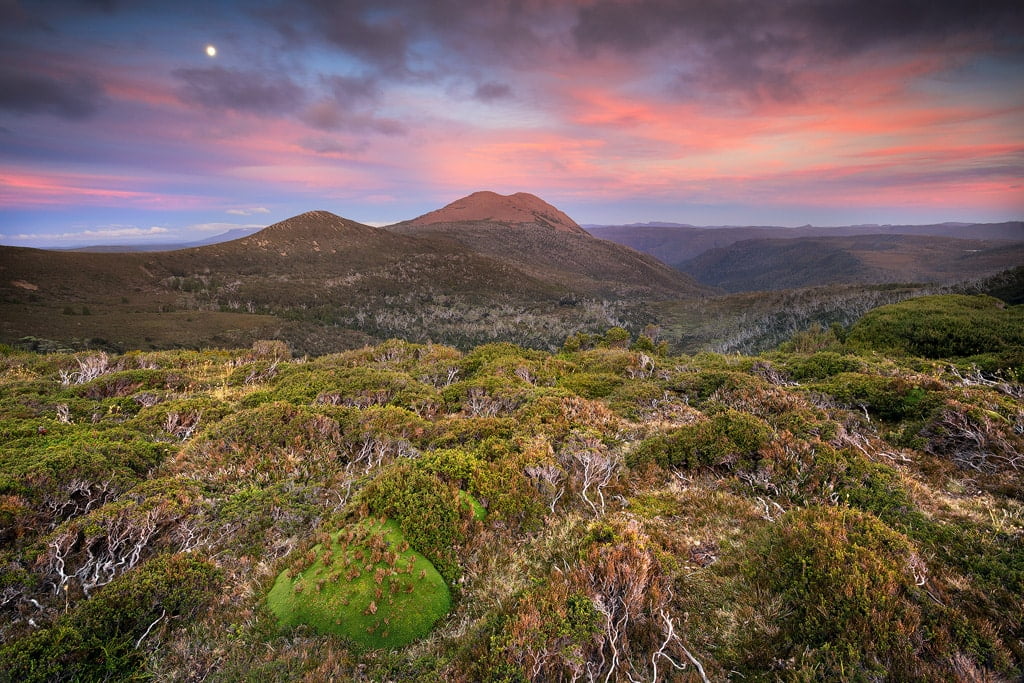 Alpine cushion plants at dusk, Central Highlands