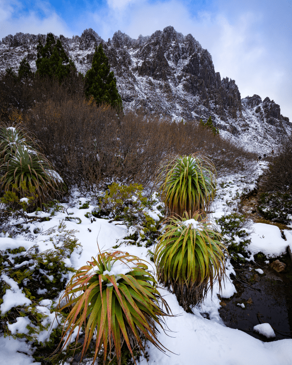 Pandani under the western face of Cradle Mountain