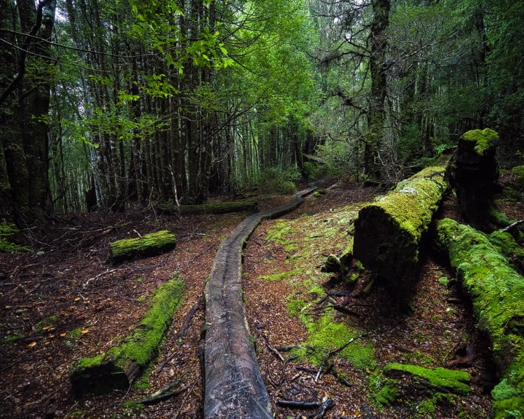 Boardwalk through moss-covered forest, Overland Track