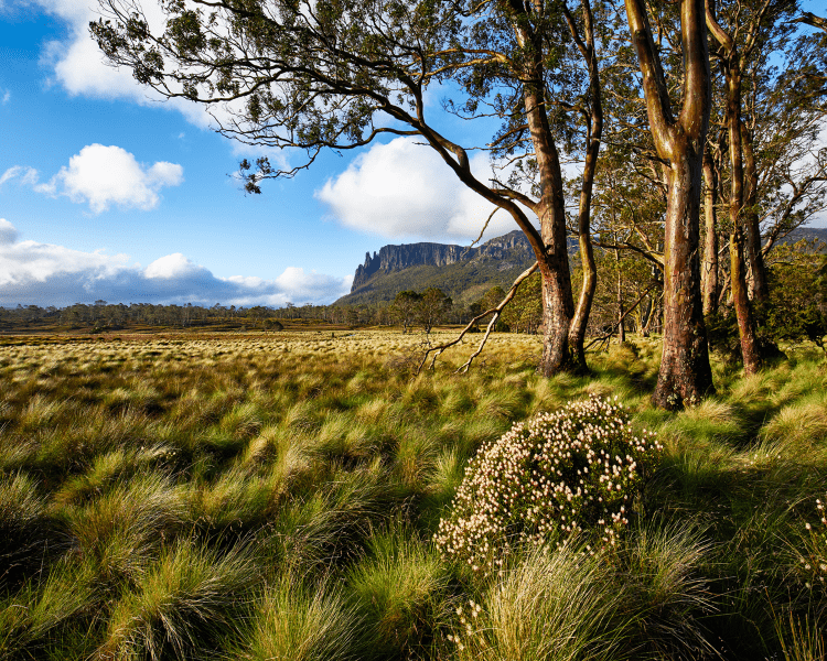 Button grass plains and eucalyptus, Central Plateau