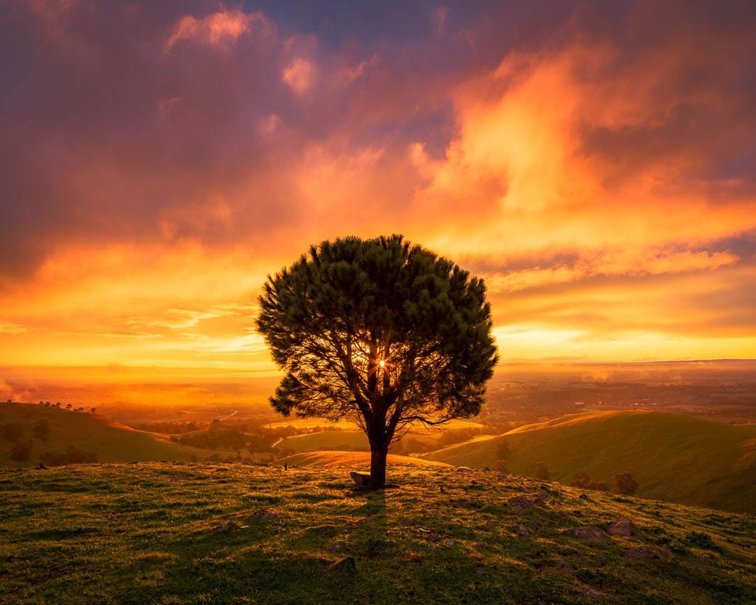 Burning Bush