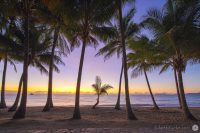 The Little Palm
