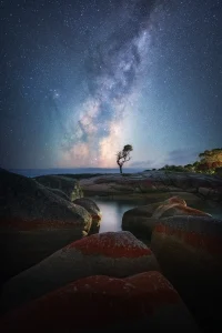 The Binalong Tree